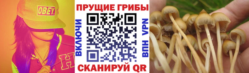 Псилоцибиновые грибы Psilocybe Богородск